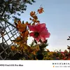 Preview of Oppo Find X10 Pro Max real photo