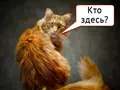 Google+. Пустынное место, где есть все