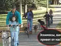 post_big/dog_scooter.jpg