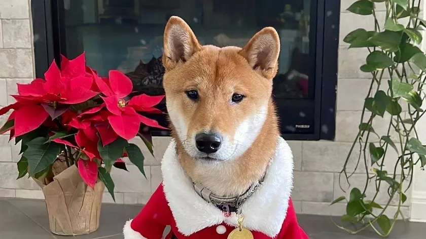 Курс Santa Floki взлетел на 18 610% после публикации Илона Маска