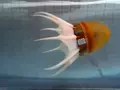 post_big/octopus-robot.jpg