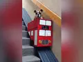 Правильный лифт английского бульдога