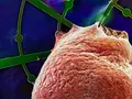 post_big2/organoid-auf-mesh-mpi-muenster.webp