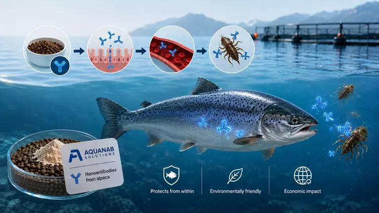 Alpaca antibodies could make farmed salmon ...
