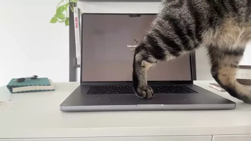 Безопасность в лапах: как приложение Cats Lock защищает ваши данные