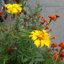 IMG_20180816_171629.jpg