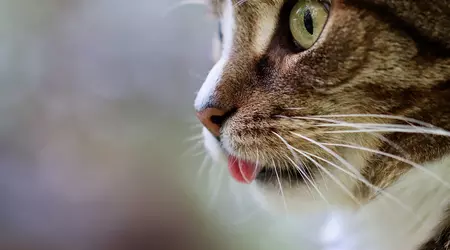 Cat's eye helped Korean scientists create a unique night vision camera