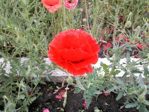 picture_01_small.jpg