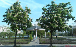 XPERIA_Shot05.jpg