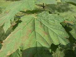 SNC00024.jpg