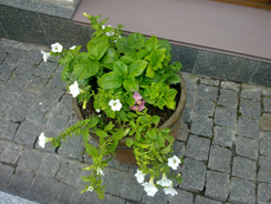 04072009145.jpg