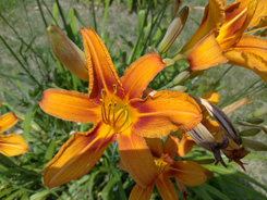 24062009008.jpg
