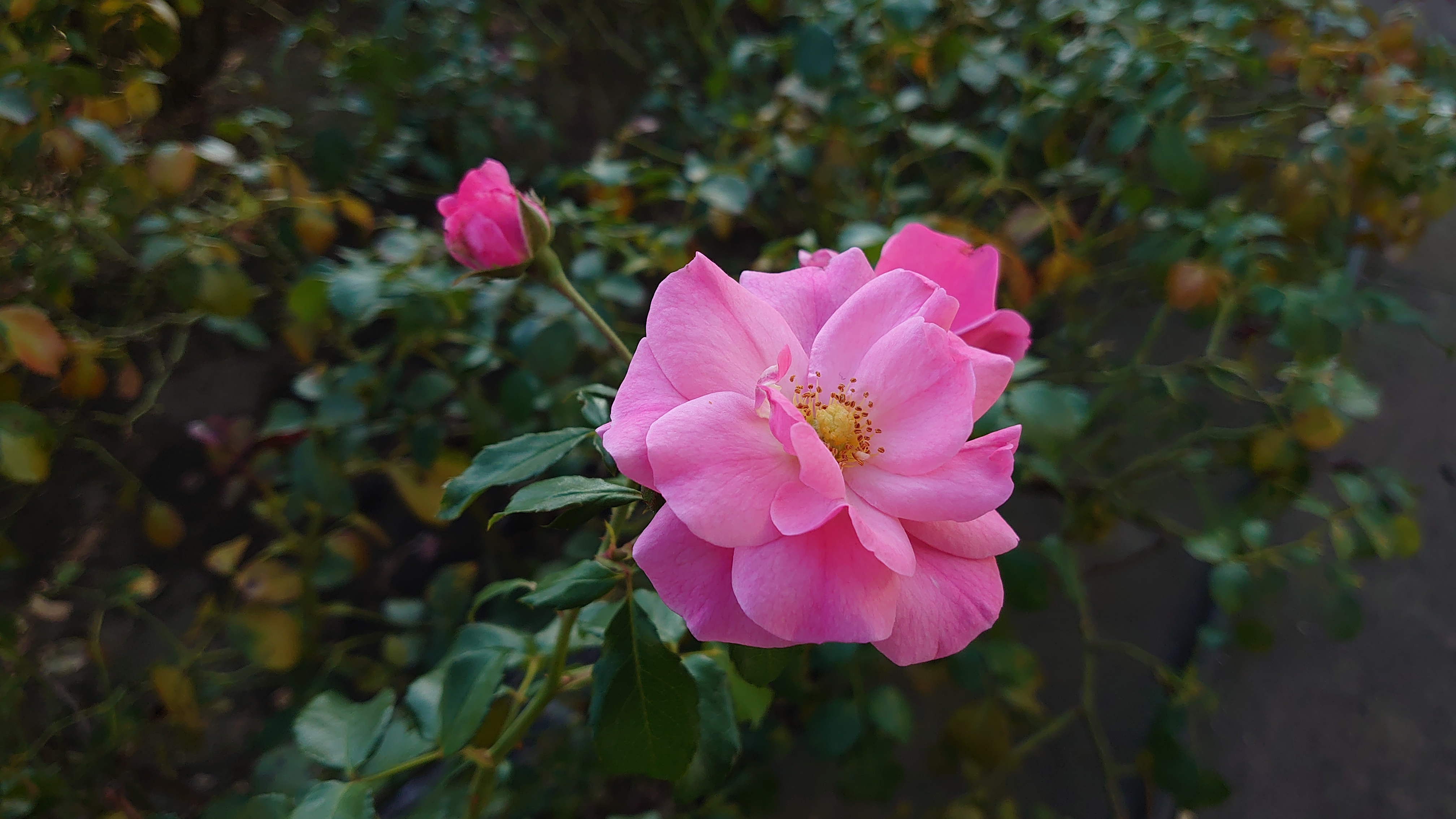 IFA 2019: перше знайомство зі зменшеним флагманом Sony Xperia 5-41