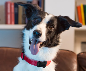 FitBark GPS Tracker для собак, огляд пристрою Smart Collar для відстеження здоров’я та розташування домашніх тварин