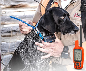 Огляд Garmin Astro 430/T 5 Dog Tracking Bundle
