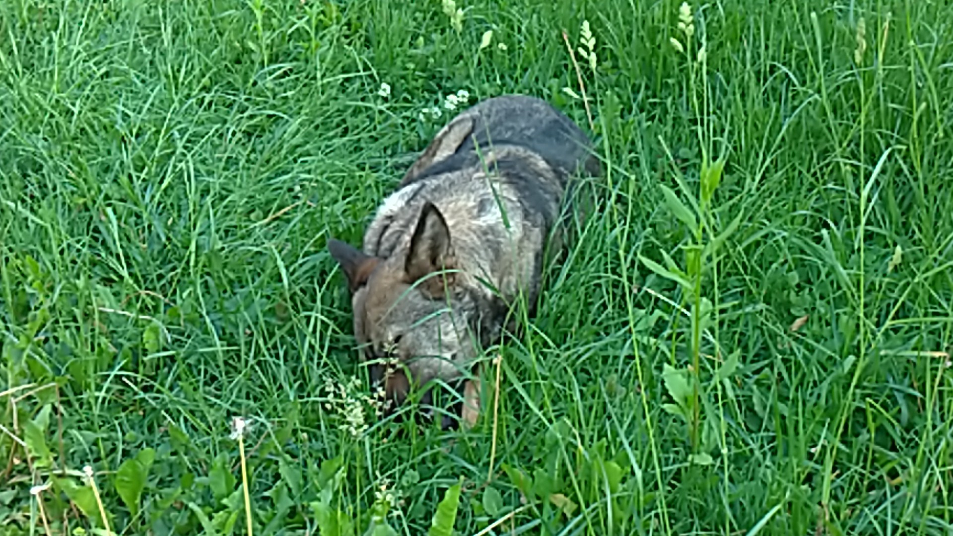 IMG_20180523_183918.jpg