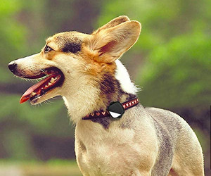 Огляд пристрою PetFon Pet GPS відстеження в реальному часі