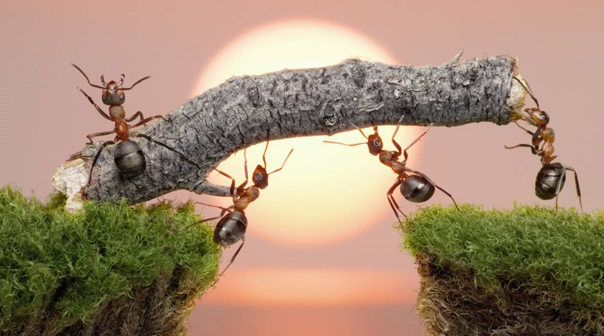 Feel like an insect: the gameplay trailer of the unusual strategy game Empire of the Ants is presented
