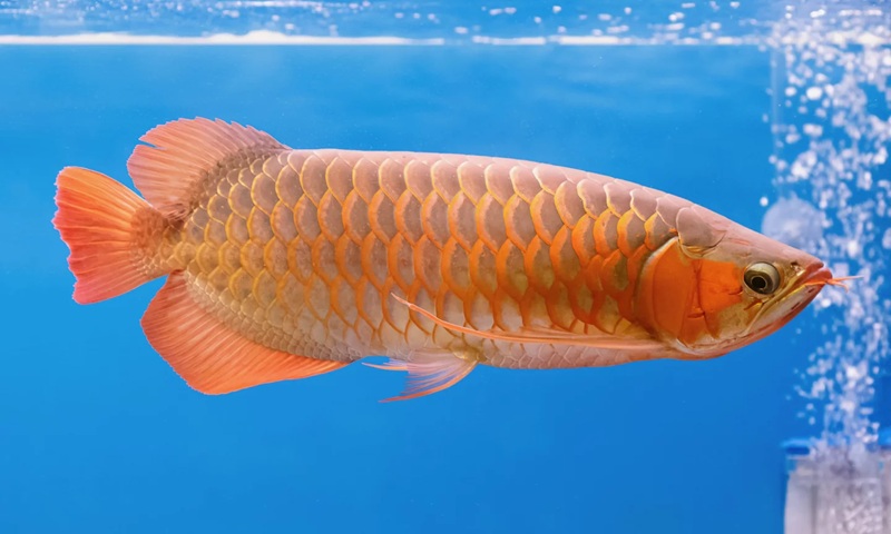 Le Bionic Arowana de FullDepth imite les mouvements d'un arowana réel grâce à un modèle d'IA comportemental.